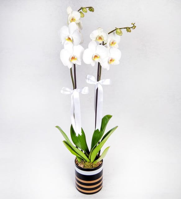 çizgili saksıda çift dallı beyaz orkide