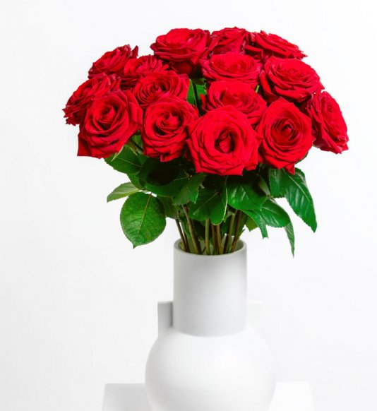 Cavalier of Roses