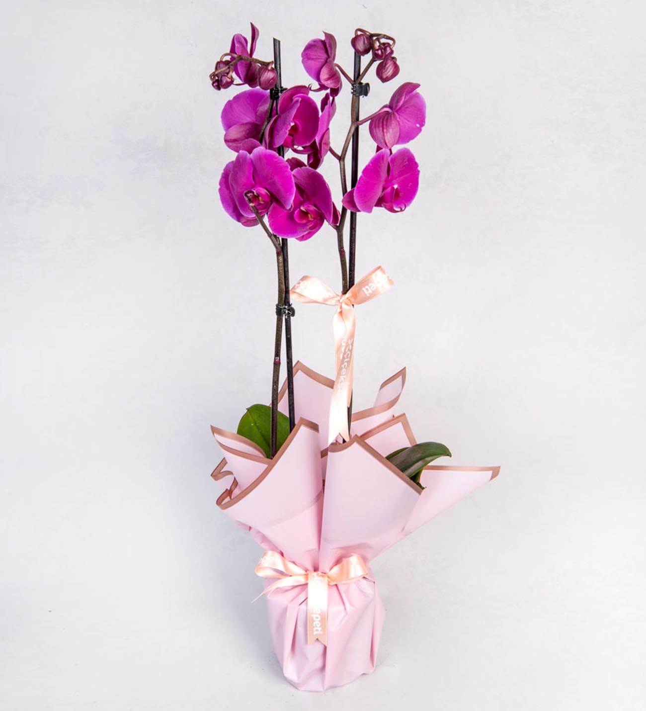 çift dallı mor orkide